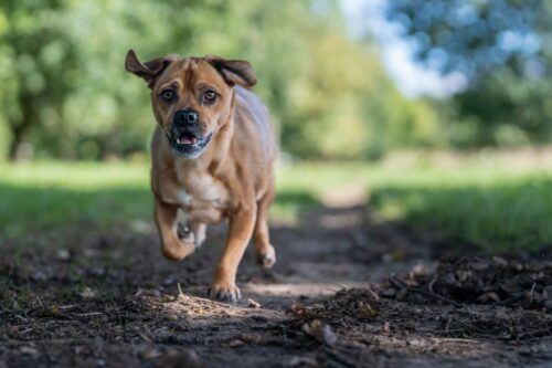 A selective focus shot of an AmStaff, or American Staffordshire Terrier dog running in the forest